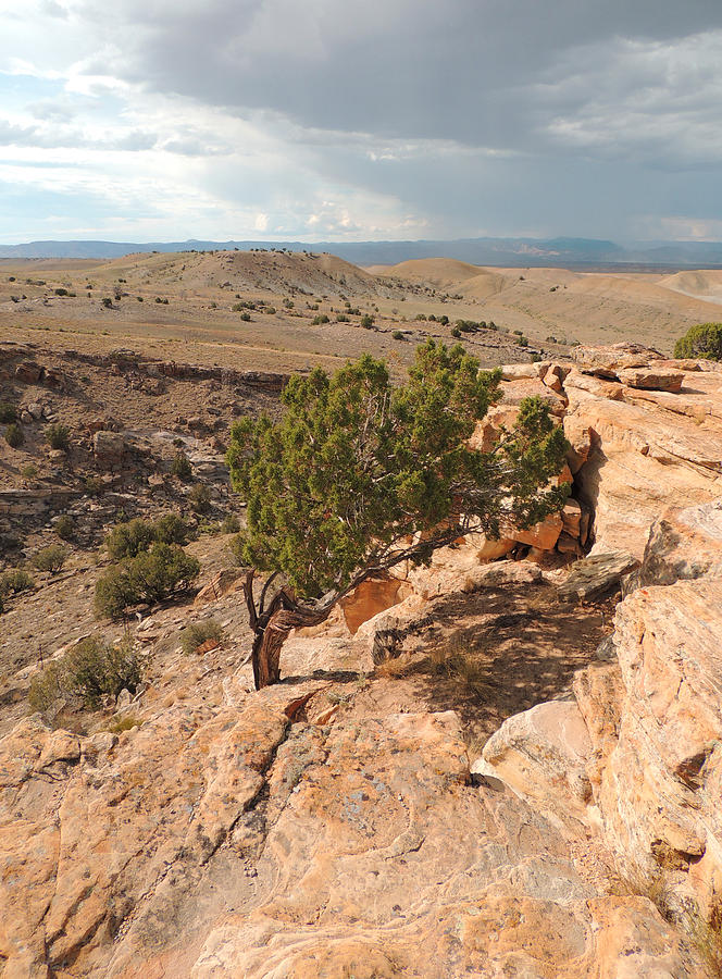 Utah Desert Study Photograph by Andrew Chambers
