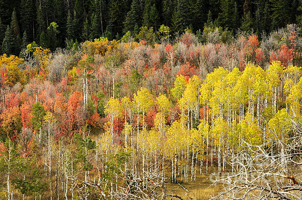 Utah Fall Photograph by Dennis Hammer - Fine Art America