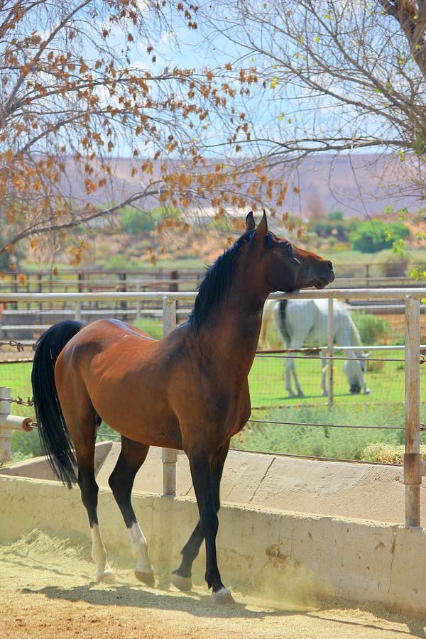 Utah Horse Ranch Photograph by Douglas Miller