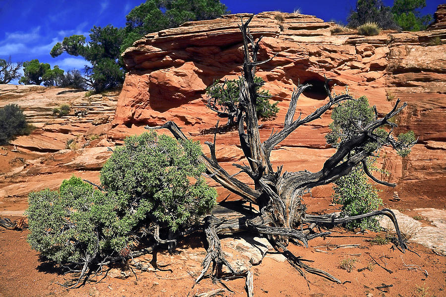 Utah Juniper and Red Rock Photograph by Sally Weigand
