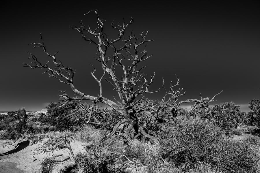 Utah Juniper In Black and White Photograph by Paul Freidlund