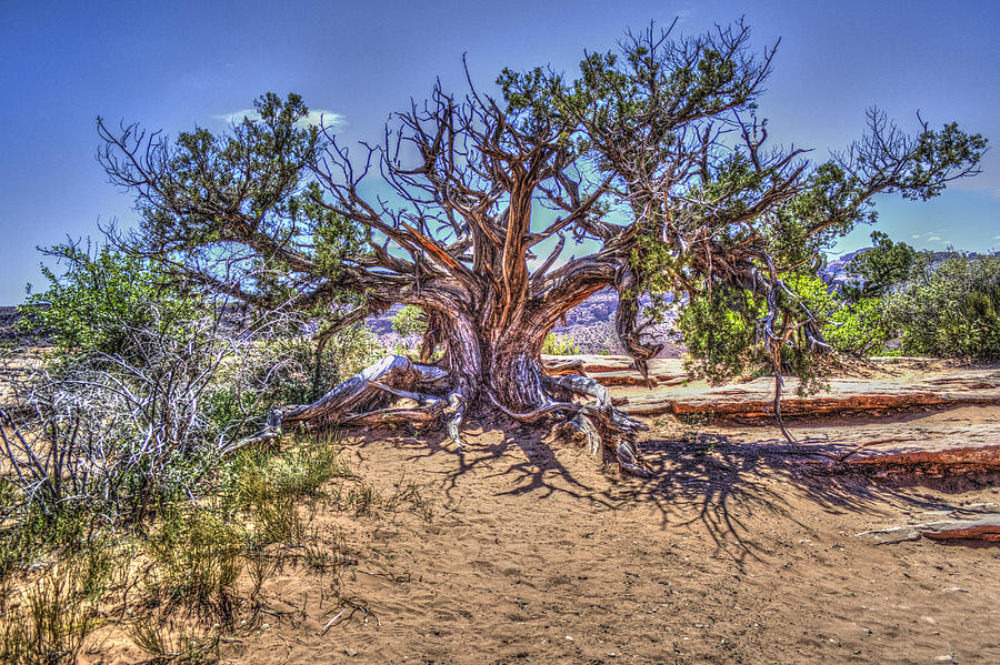 Utah Juniper on the Climb to Delicate Arch Arches National Park Photograph by Roger Passman