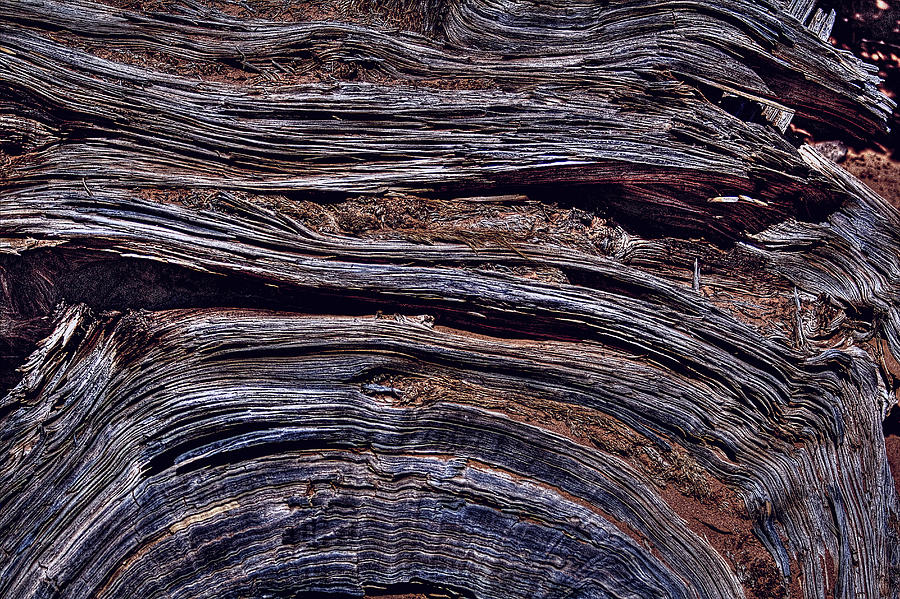 Utah Juniper Root Detail Photograph by Roger Passman