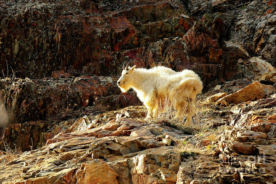 Utah Mountain Goat Photograph By Dennis Hammer Fine Art America