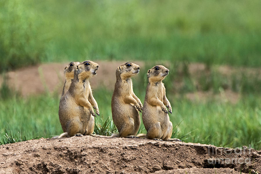 Utah Prairie Dogs Cynomys Parvidens Wild Bryce Canyon  Photograph by Dave Welling