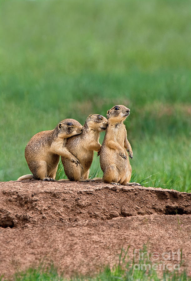 Utah Prairie Dogs Cynomys Parvidens Wild Utah Photograph by Dave Welling