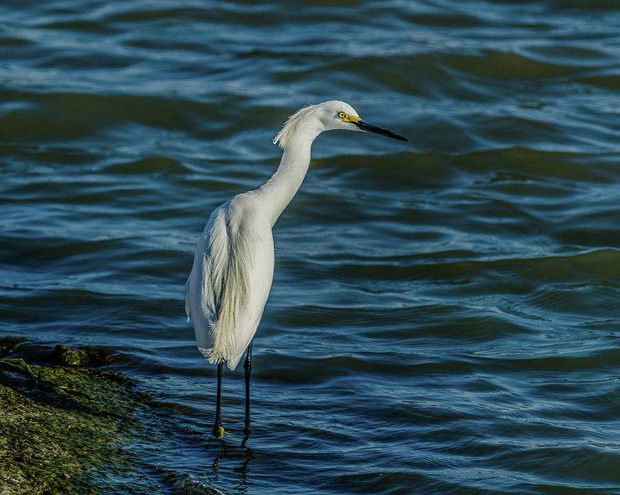 Utah Snowy Egret Photograph by Yeates Photography