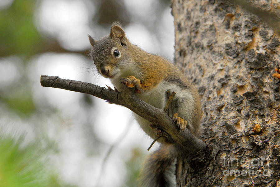 Utah Squirrel Photograph
