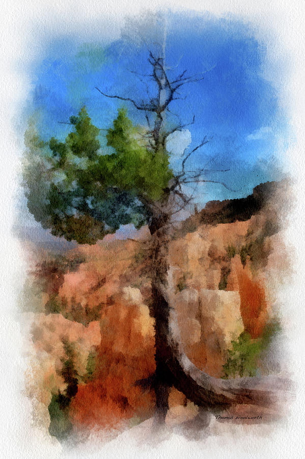 Utah Trees Bryce Canyon National Park 08 B PA Vertical Photograph by Thomas Woolworth