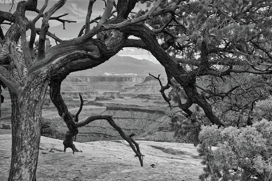 Utah Trees Canyonlands National Park 01 BW Photograph by Thomas Woolworth
