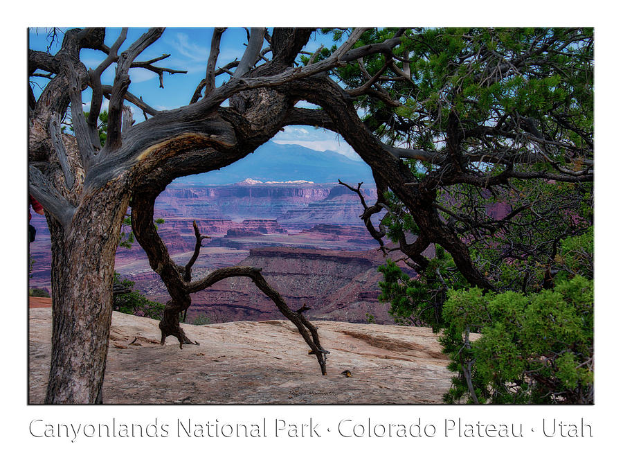 Utah Trees Canyonlands National Park 01 Text Photograph by Thomas Woolworth