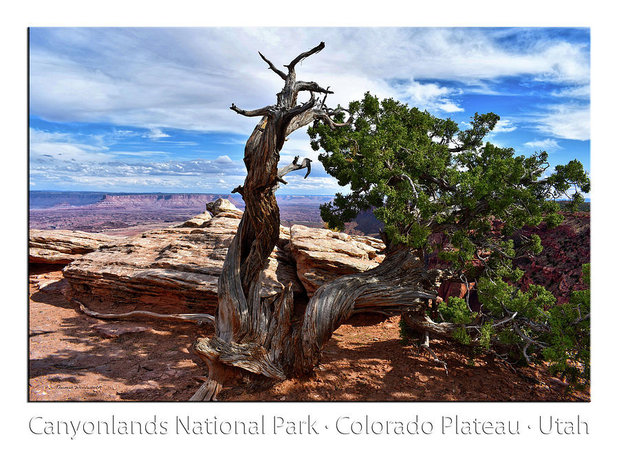 Utah Trees Canyonlands National Park 02 Text Photograph by Thomas Woolworth
