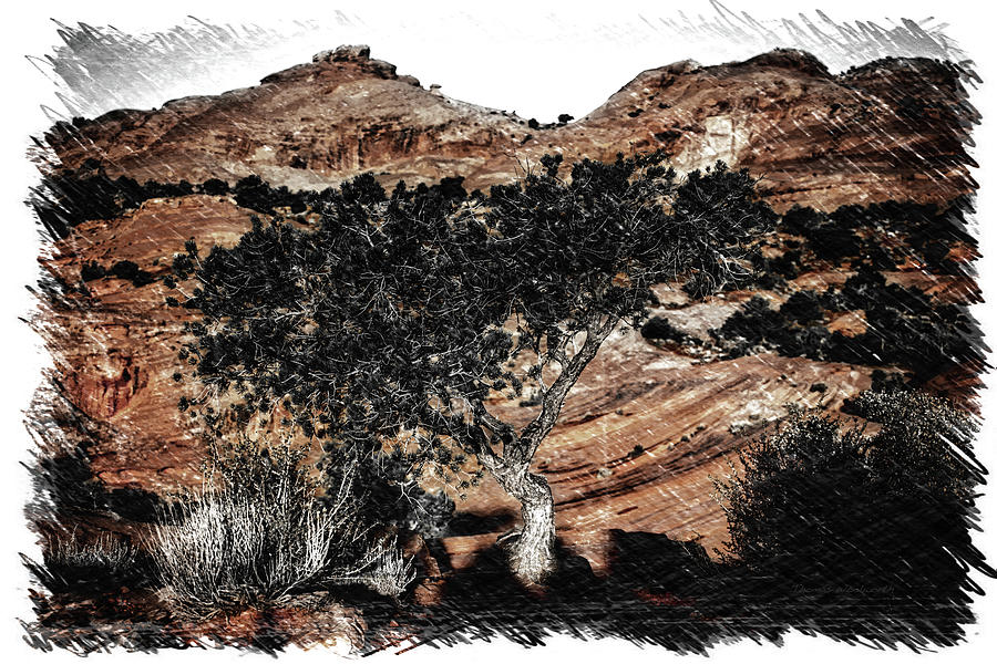Utah Trees Mystery Valley Navajo Tribal Park 03 B PA Photograph by Thomas Woolworth