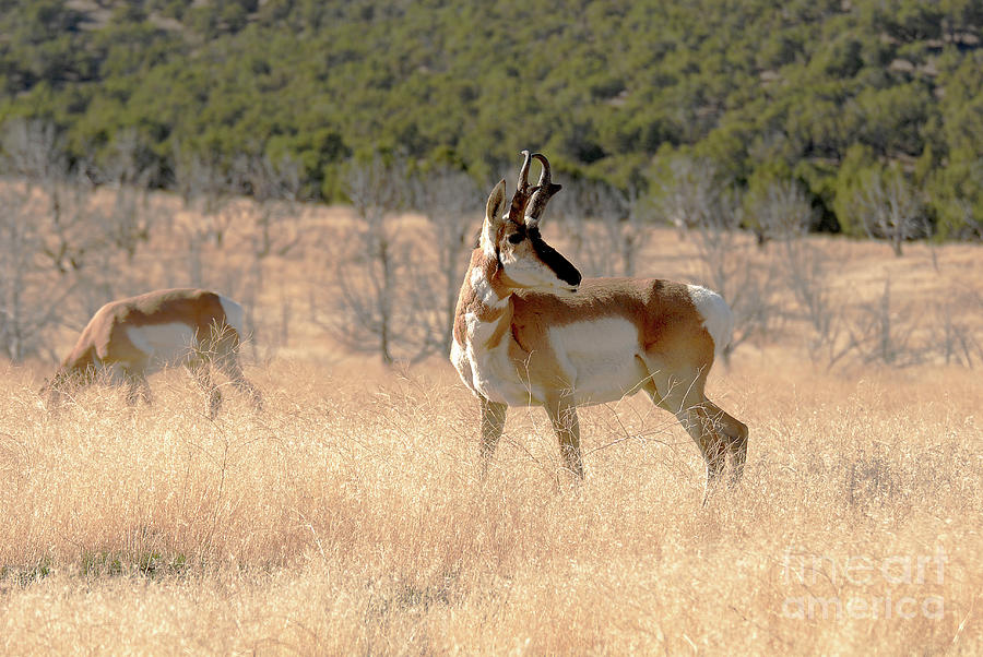 Utah West Desert Pronghorn Photograph By Dennis Hammer Fine Art America