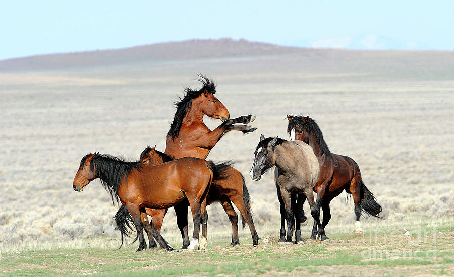 Utah West Desert Stallion Photograph by Dennis Hammer