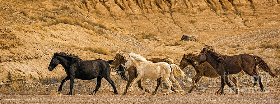 Horse Photograph - Ute Mountain Wild Horses On the Run by Priscilla Burgers