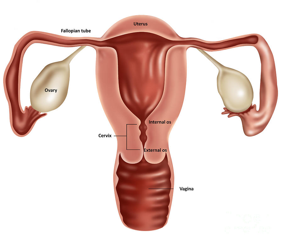 Uterus Photograph by Gwen Shockey