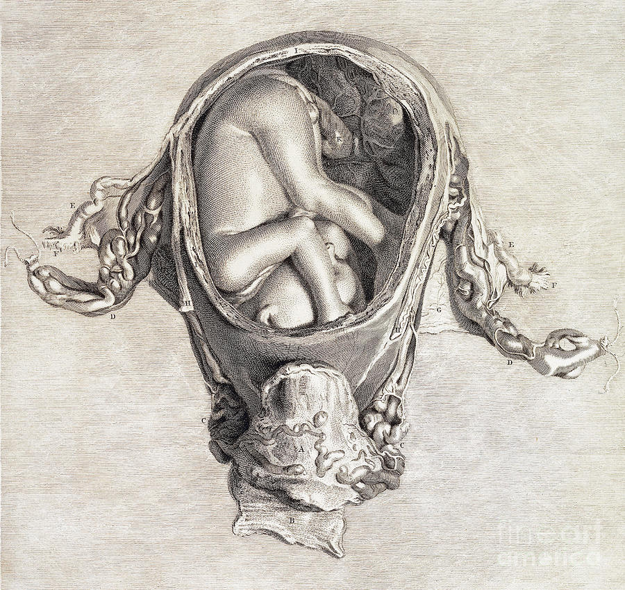 Uterus With Fetus, Illustration, 1774 Photograph by Wellcome Images