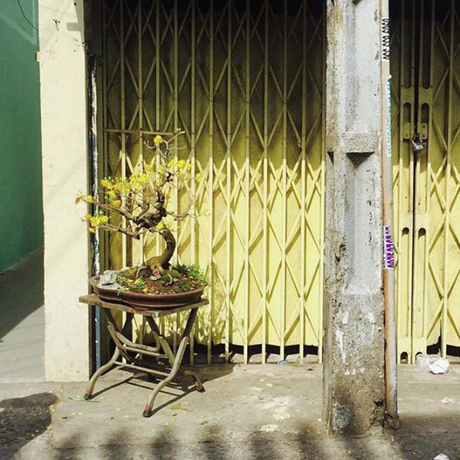 Saigon Photograph - V Chill Yellow Bonsai Tree In An Alley by Sparkuhl Tv