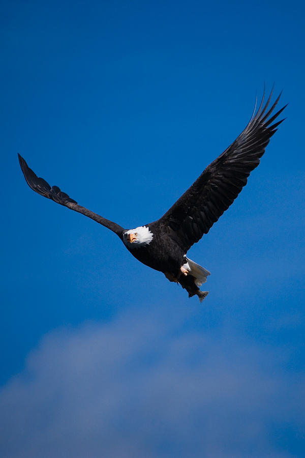 Bald Eagle Photograph - V for Victory by Randall Ingalls