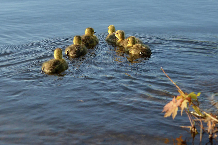 Goslings V formation swimming Photograph by Asbed Iskedjian