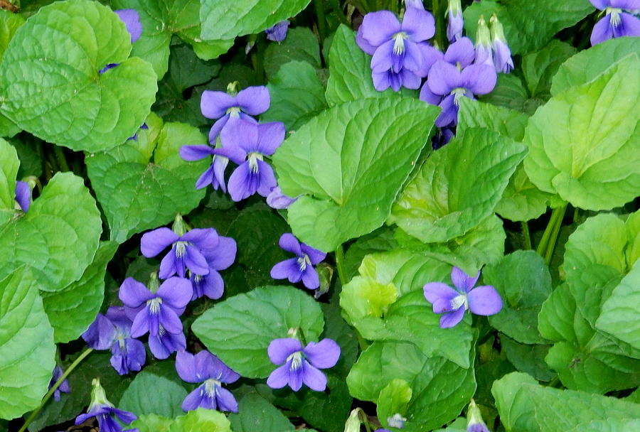 V is for Violets Photograph by Betty-Anne McDonald
