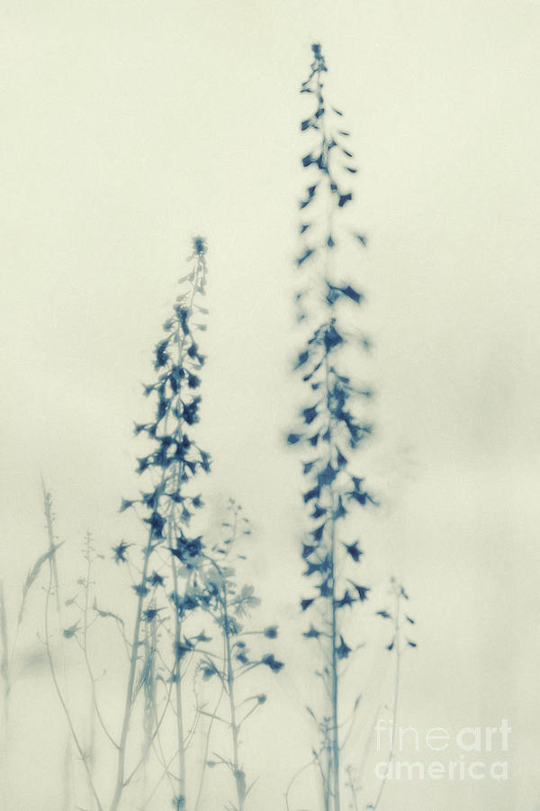 Nature Photograph - Wild flowers by Priska Wettstein