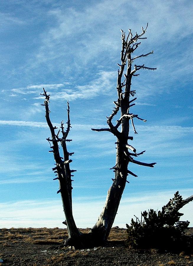 V-Tree at Crater Lake Photograph by Lori Seaman