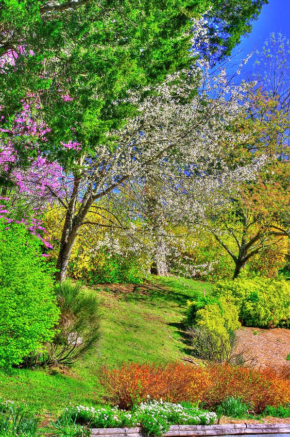 VA Country Roads - Spring Has Sprung - On the Grounds of the Natural Bridge, Rockbridge County Photograph by Michael Mazaika