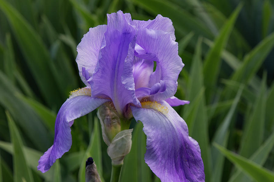 VA flower Photograph by Robert Lyle - Fine Art America