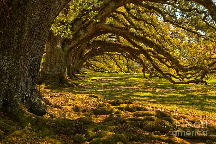 Vacherie Magnificent Oaks Photograph by Adam Jewell