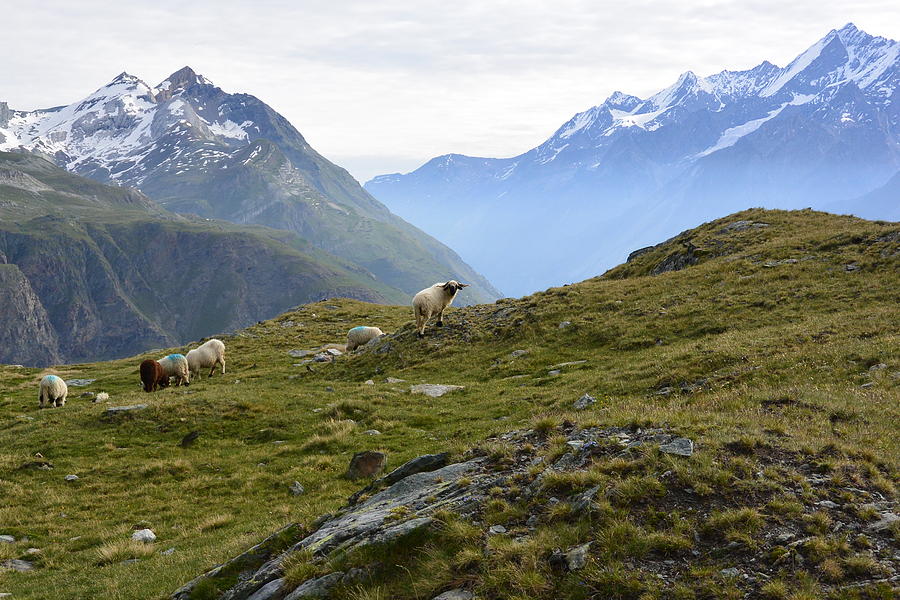 Zermatt Photograph - Valais Blacknose Sheep by Two Small Potatoes Zermatt Photograph - Valais Blacknose Sheep by Two Small Potatoes