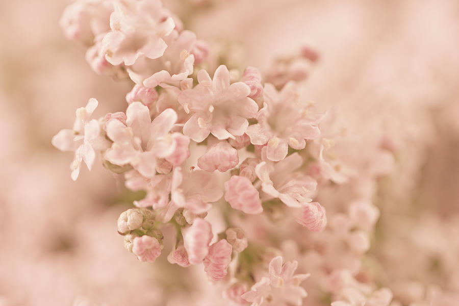 Valarian Blossoms Macro Photograph by Sandra Foster