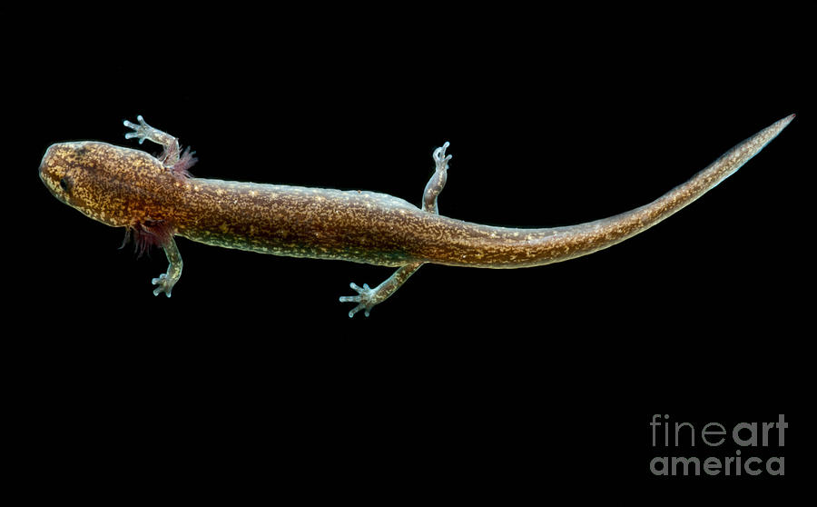 Spring Photograph - Valdina Farms Salamander by Dant Fenolio