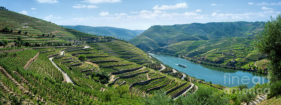 Vale do Douro vineyard Photograph by Mikehoward Photography