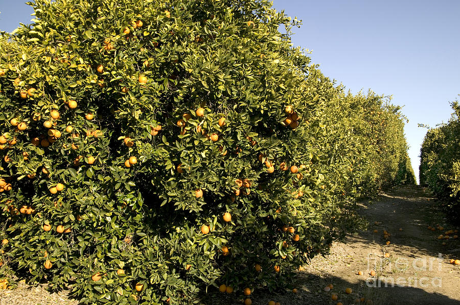 Valencia Orange Orchard Photograph by Inga Spence