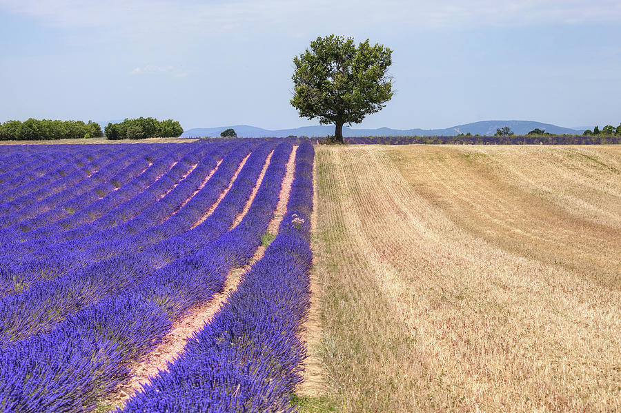 Valensole - Provence, France Photograph by Joana Kruse