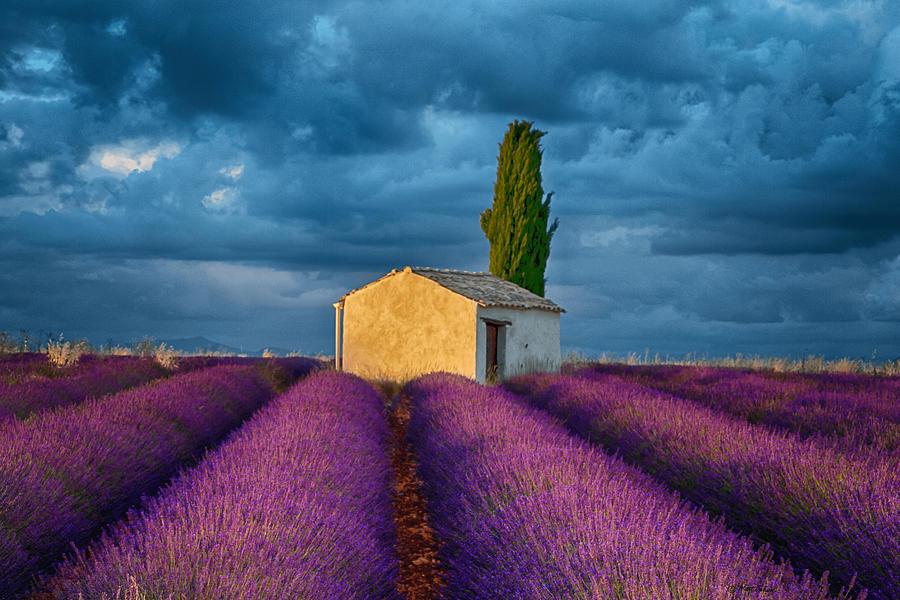 Shed Photograph - Valensole Shed by Matt Cohen Shed Photograph - Valensole Shed by Matt Cohen
