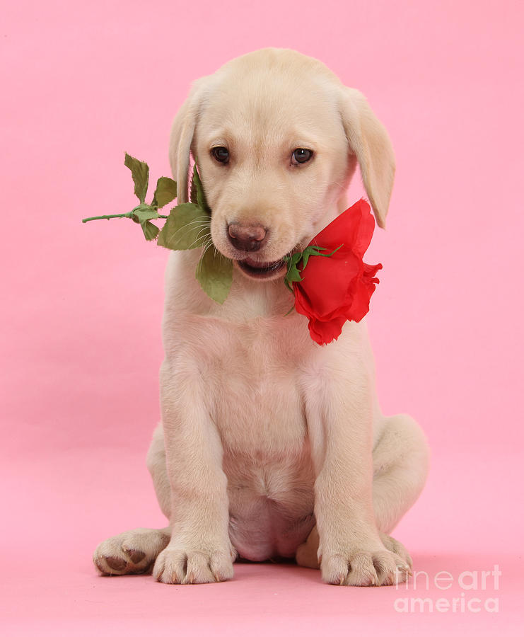 Flower Photograph - Valentine Labrador Pup by Warren Photographic