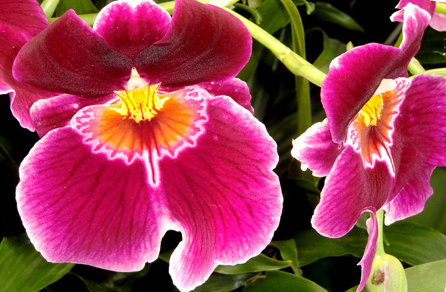 Orchid Photograph - Valentine Orchid  by Mindy Newman