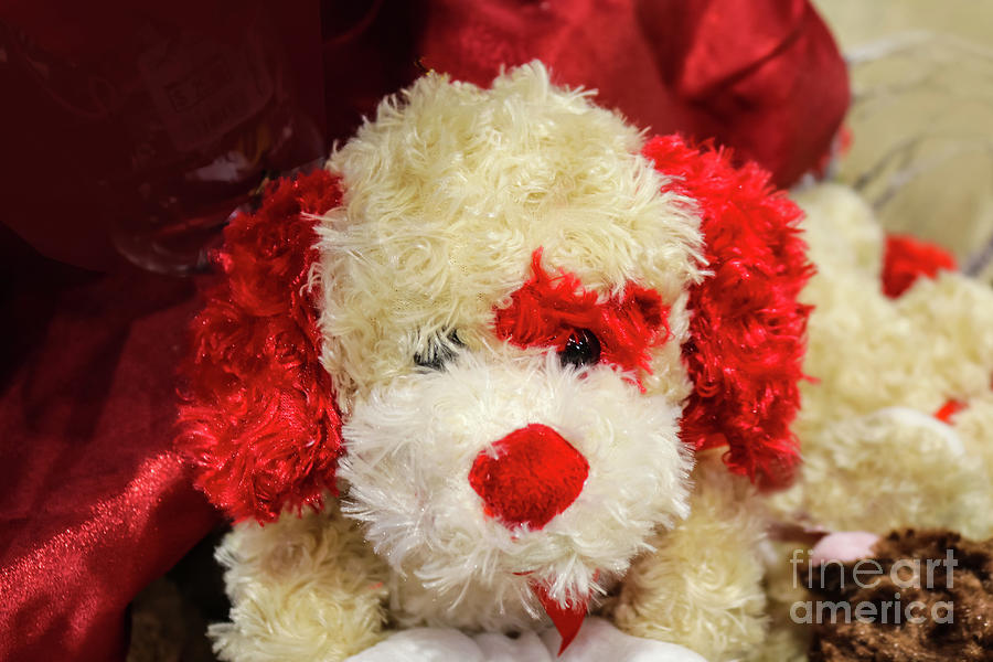Valentine Puppy Photograph by Susan Vineyard