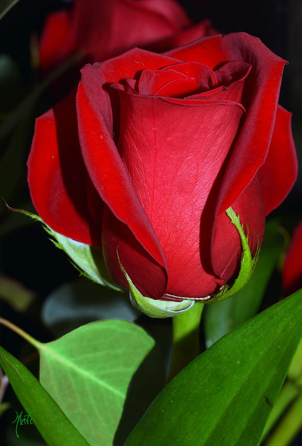 Valentine Red Rose Photograph by Michele Avanti