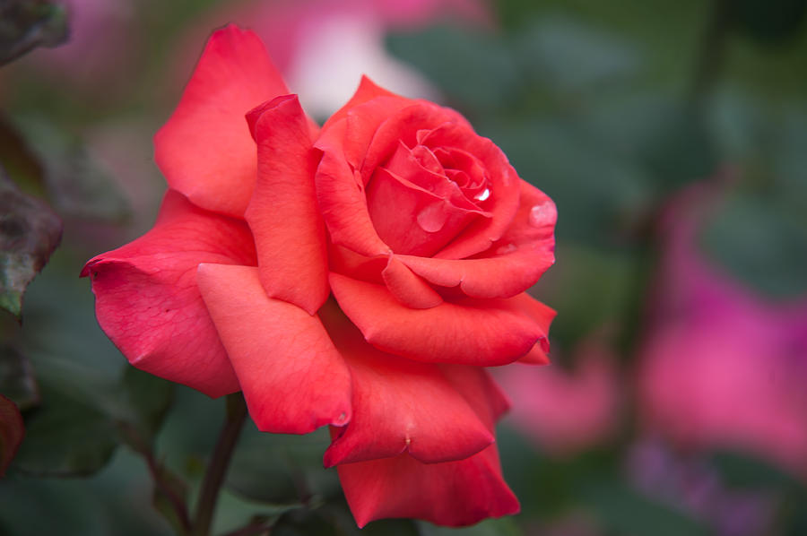 Rose Photograph - Valentine Rose by Jenny Rainbow