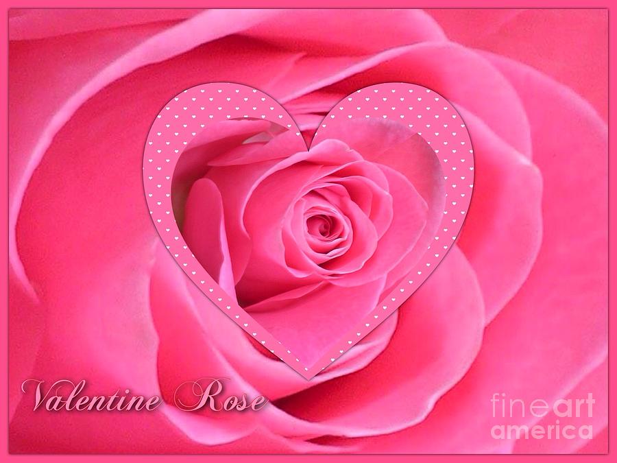 Valentine Rose Photograph by Joan-Violet Stretch