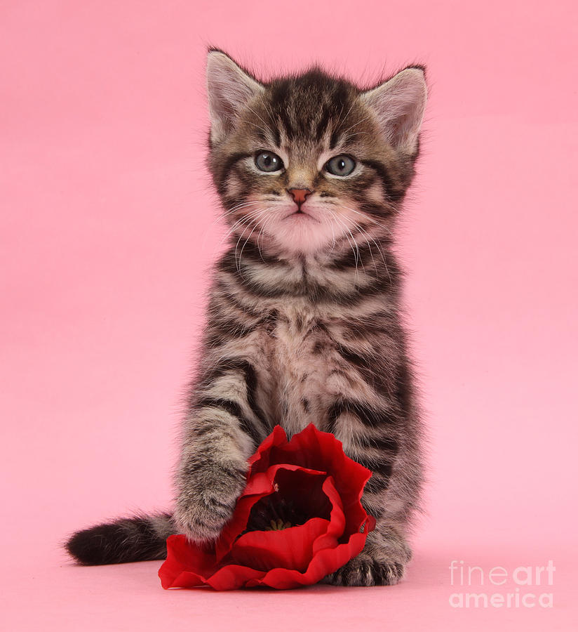 Poppy Photograph - Valentine Tabby Kitten by Warren Photographic