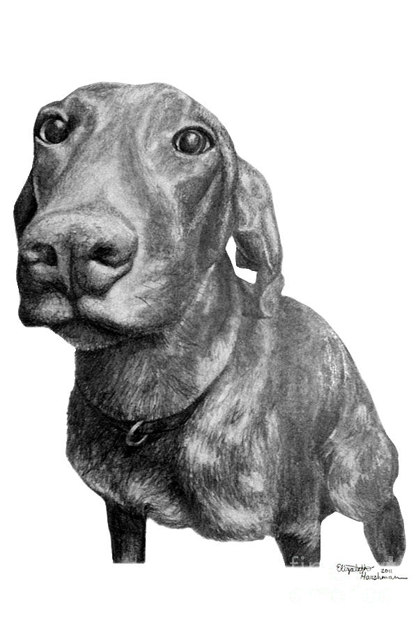 Valentine The German Shorthair Drawing By Elizabeth Harshman