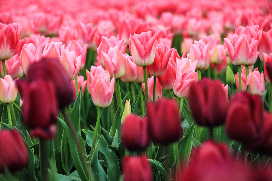 Valentine Tulips Photograph by Juli Ellen