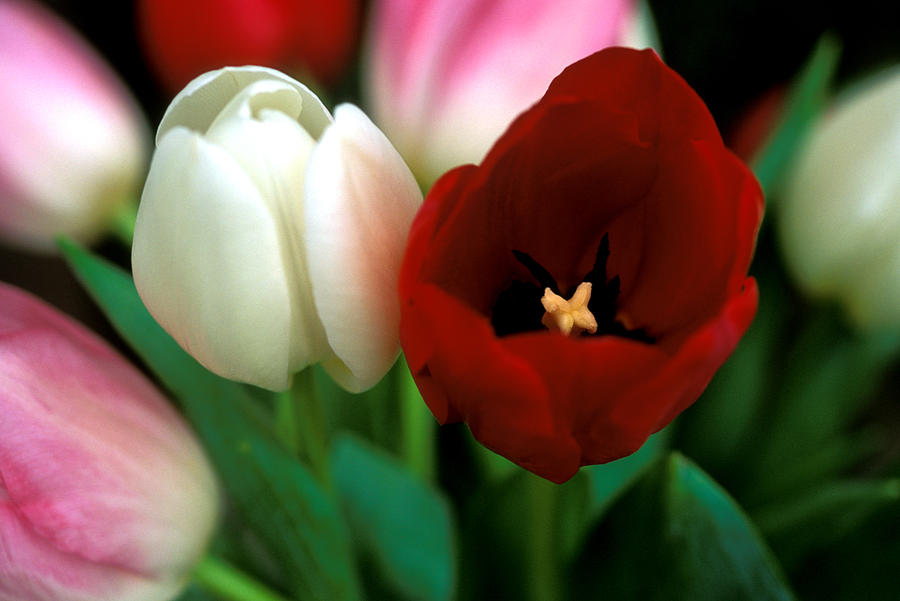 Tulip Photograph - Valentine Tulips by Kathy Yates