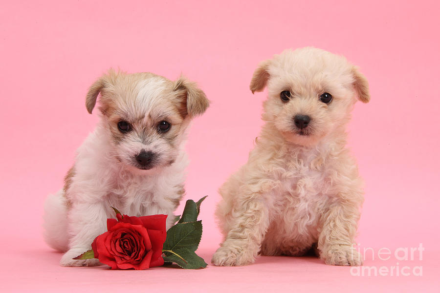 Valentine Yochon Pups Photograph by Warren Photographic