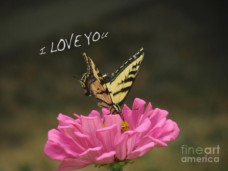 Valentine Zinnia and the Swallowtail Pyrography by Debby Pueschel